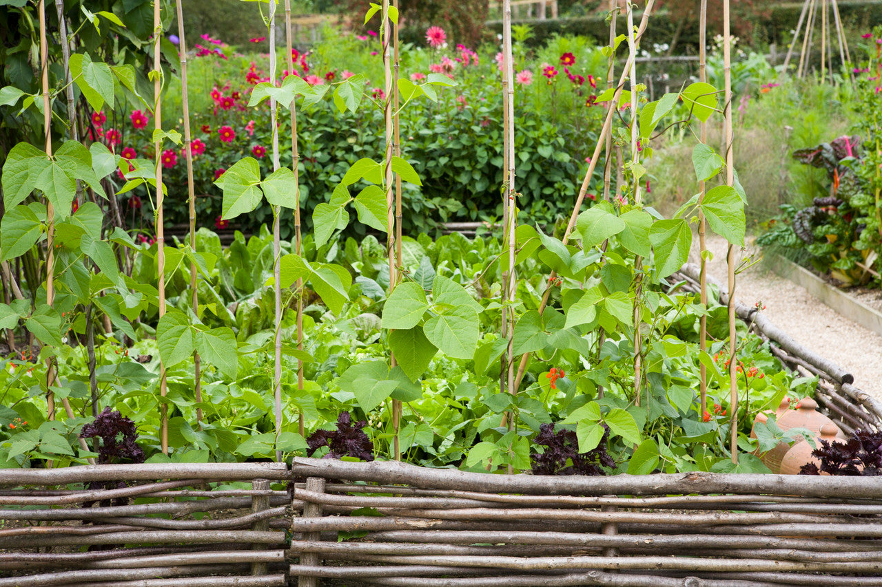 Sarah Raven Seeds Stangenbohne Polestar Samen 40 Stück rankend