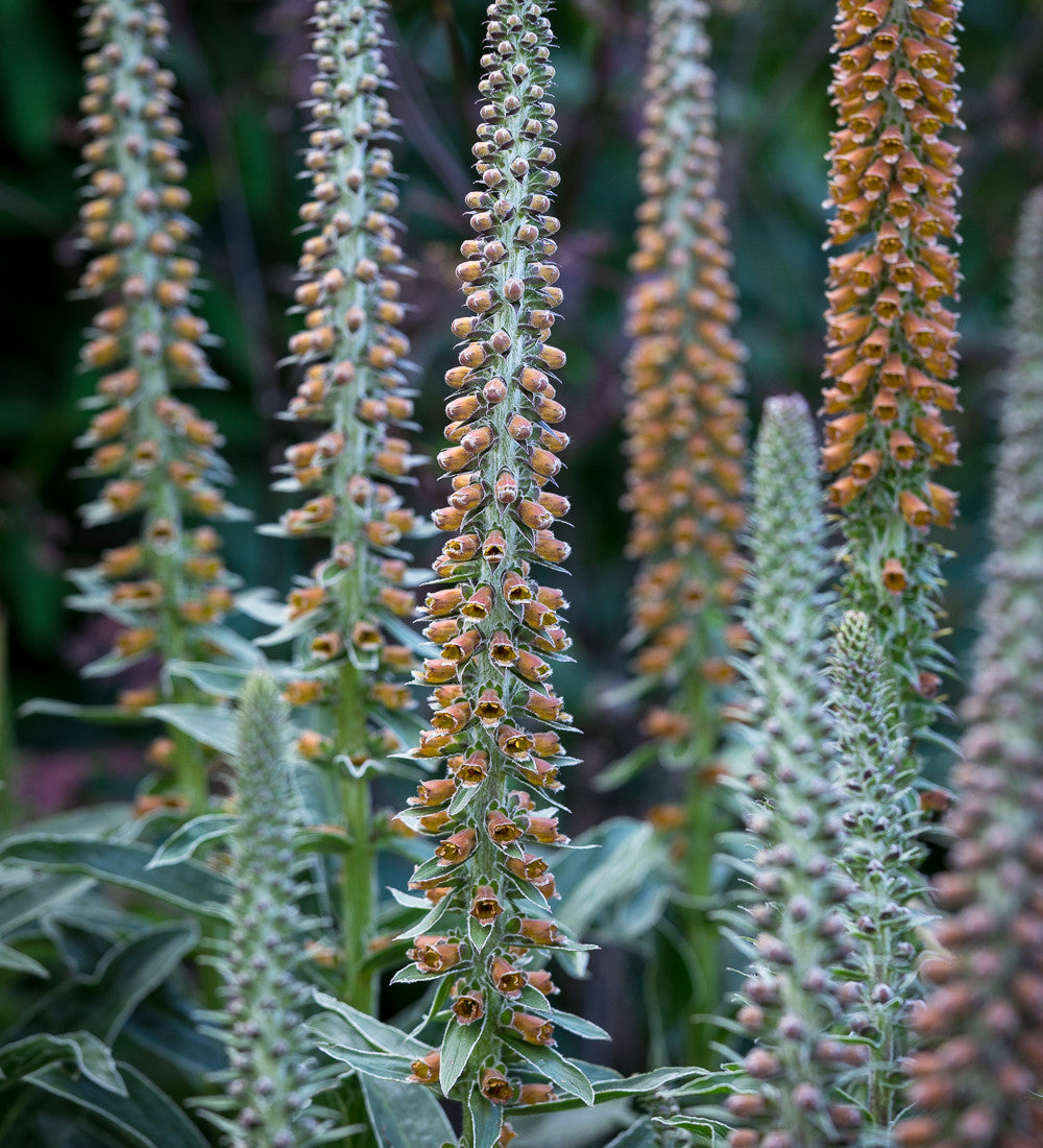 Sarah Raven Seeds Digitalis parviflora Fingerhut 300 Samen kupfer