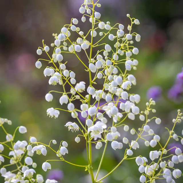 Sarah Raven Plants Thalictrum delavayi Album Pflanze 3x 9cm Topf