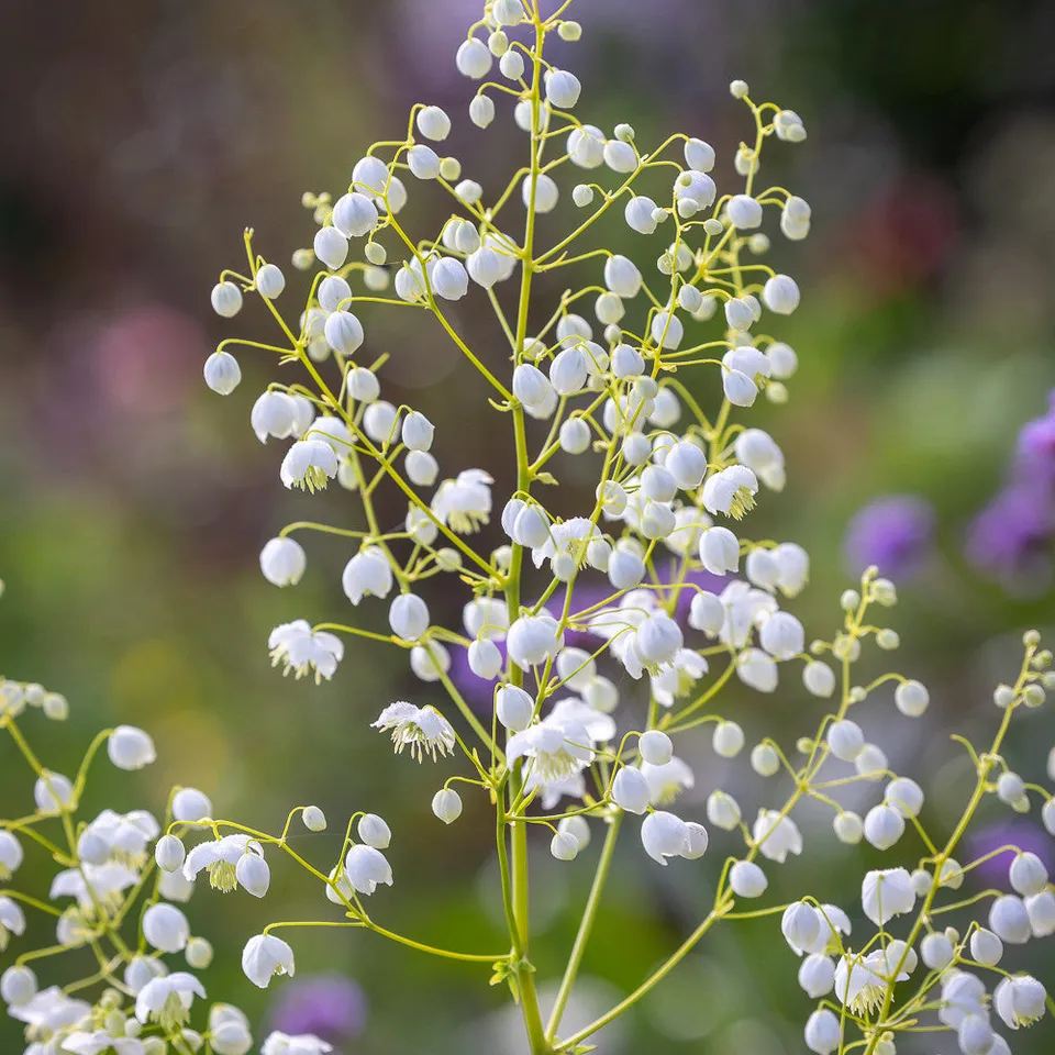 Sarah Raven Plants Thalictrum delavayi Album Pflanze 3x 9cm Topf