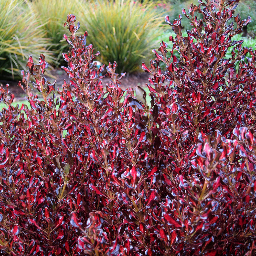 Sarah Raven Plants Coprosma Scarlet O'Hara Strauch 2L