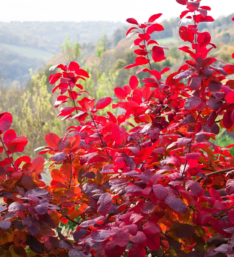 Sarah Raven Plants Cotinus Grace Perückenstrauch 3 Liter Topf