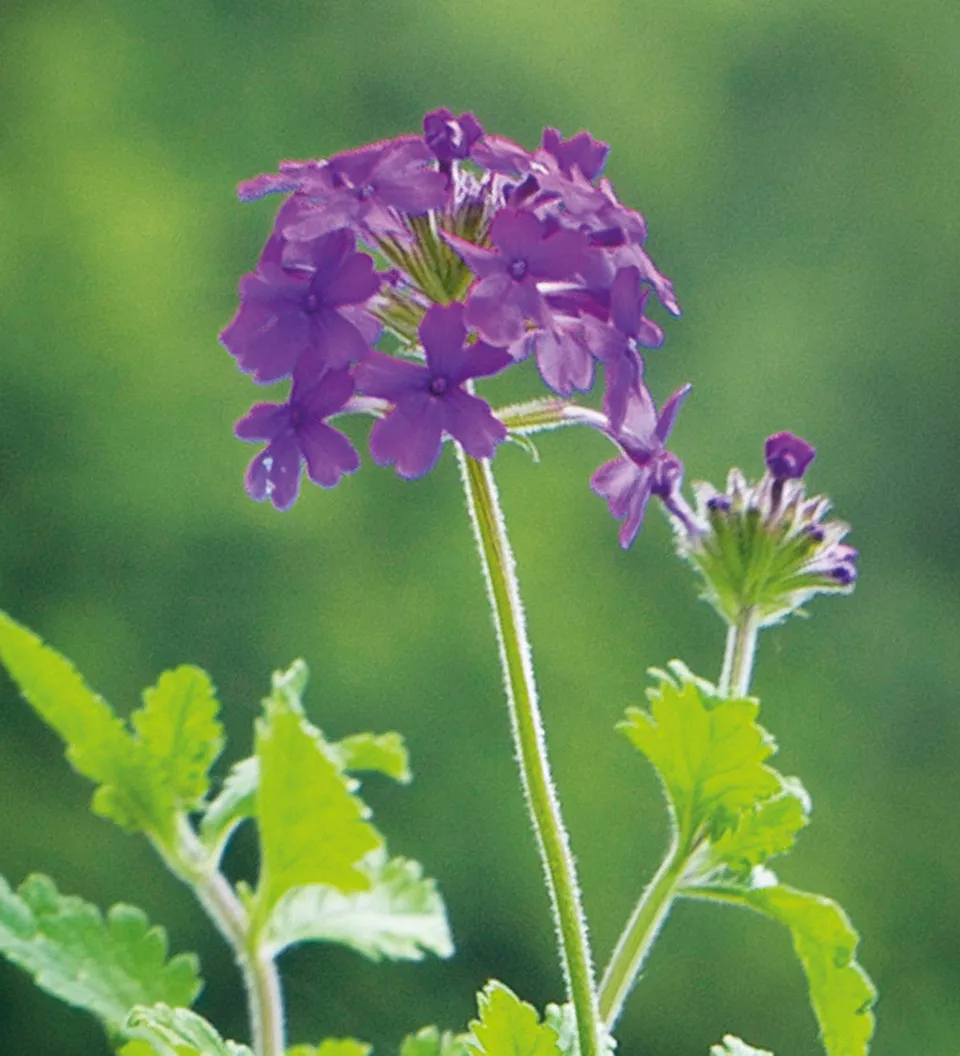 Sarah Raven Plants Verbena Homestead Purple Pflanze 3x 9cm lila