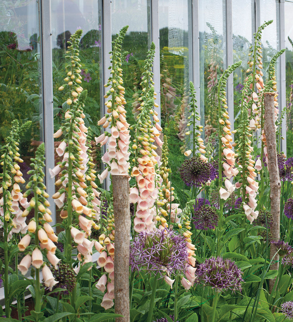 Sarah Raven Plants Digitalis purpurea Suttons Apricot Fingerhut 150 Samen rosa