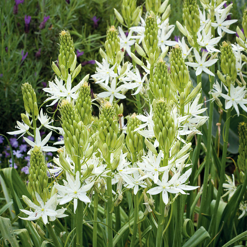 Sarah Raven Alba Camassia Blumenzwiebeln 5 Stück weiß