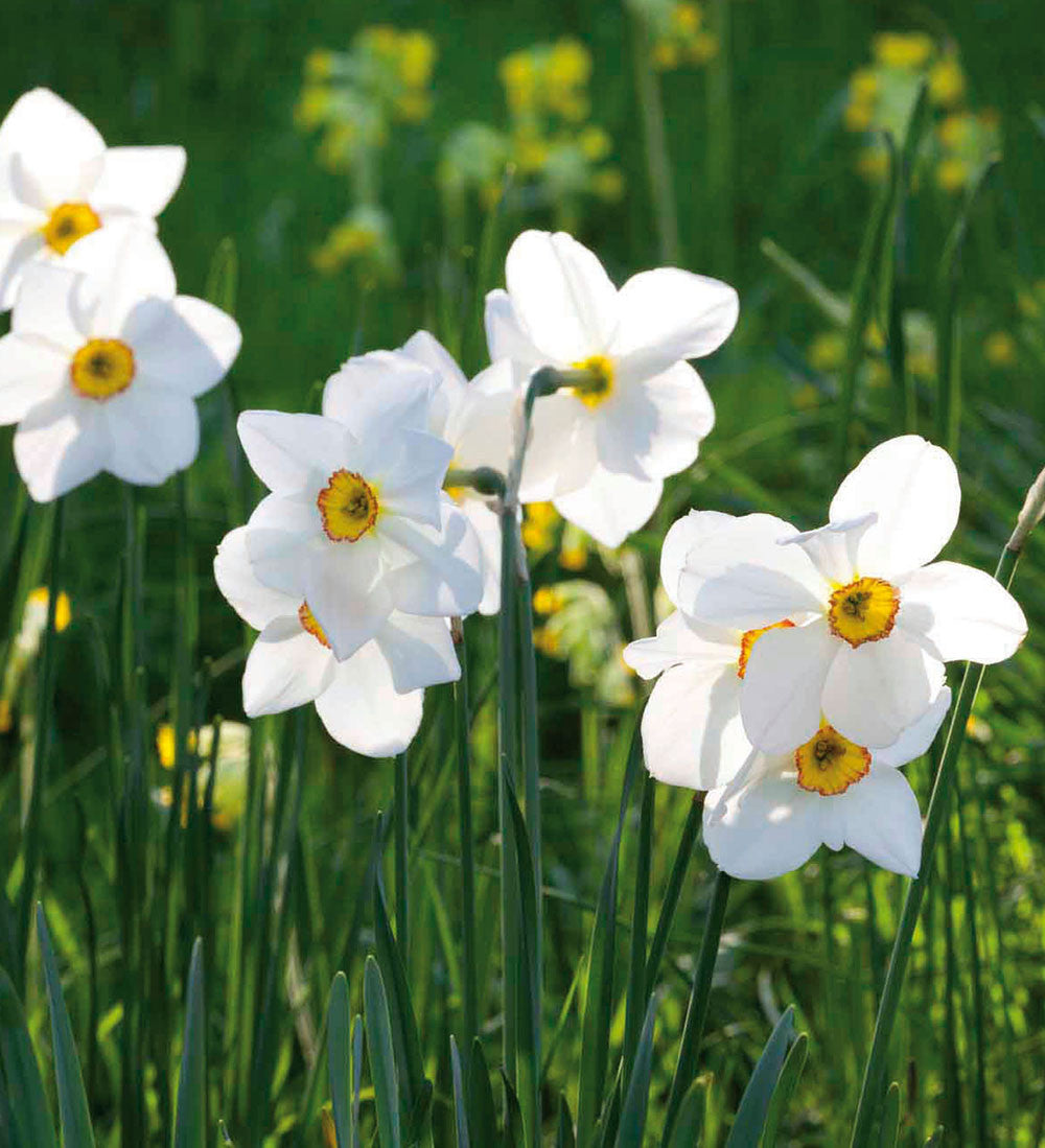 Sarah Raven Bulbs Pheasants Eye Narzissen Blumenzwiebeln 30 Stück