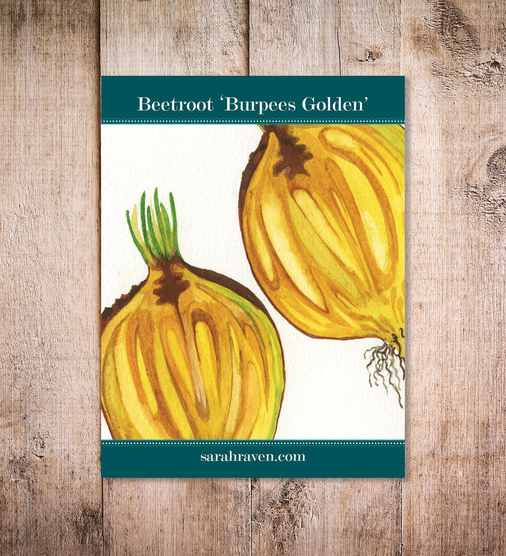 Sarah Raven Beetroot Burpees Golden Rote Bete Gelb 125 Samen