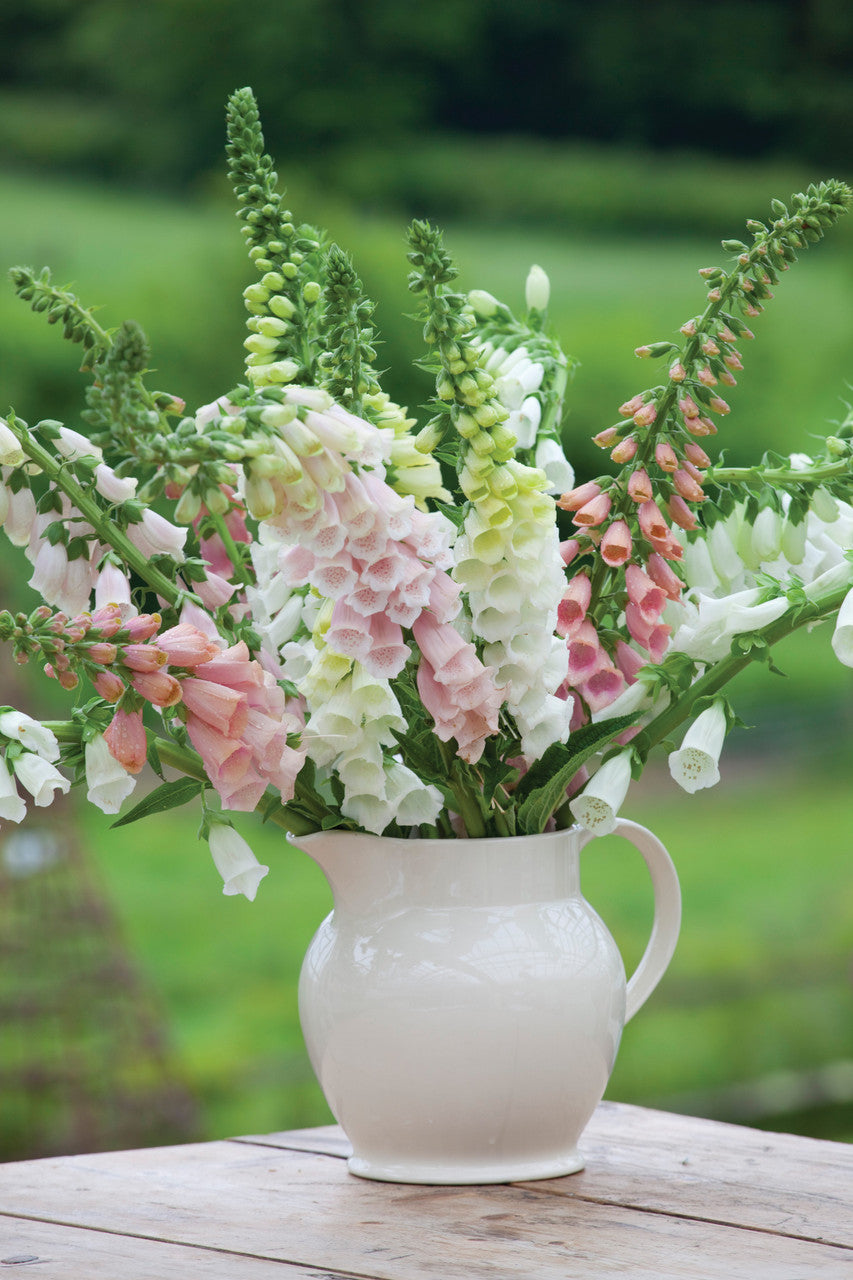 Sarah Raven Plants Digitalis purpurea Suttons Apricot Fingerhut 150 Samen rosa