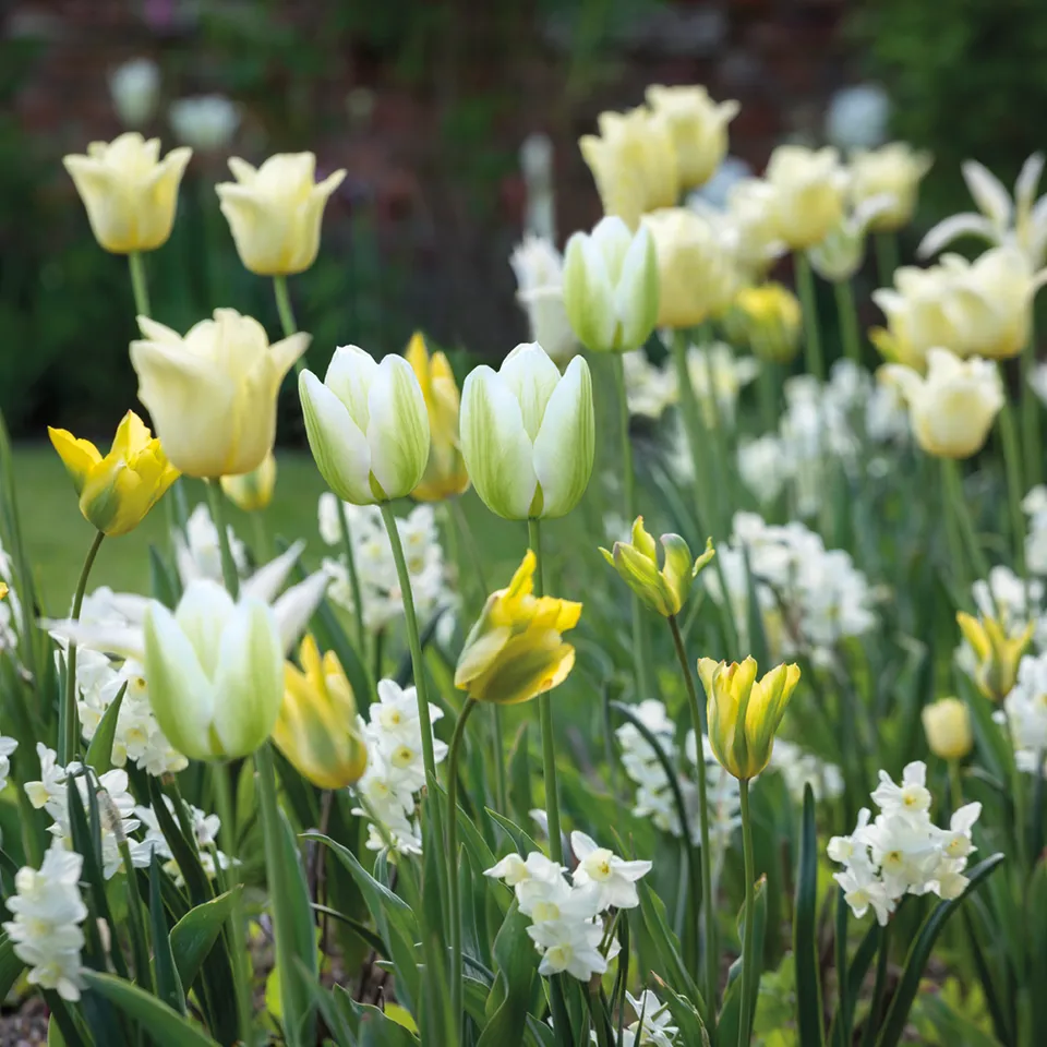Sarah Raven Bumper Border Blumenzwiebeln 60 Zwiebeln duftend
