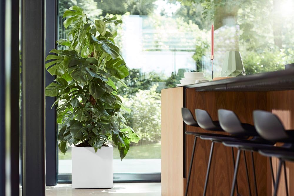 elho Vivo Square Blumenkasten Weiß 40 cm mit Rollen