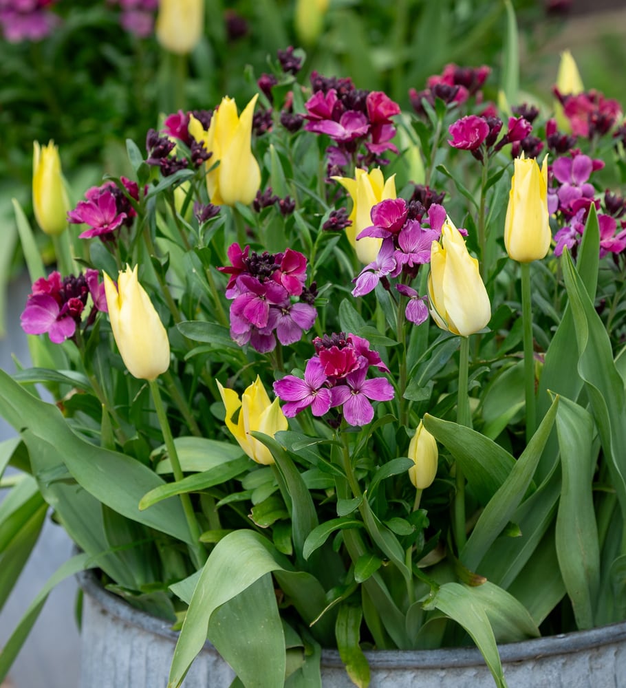 Sarah Raven Plants Wallflower Ruby Gem 3x 9cm Topf Frühblüher