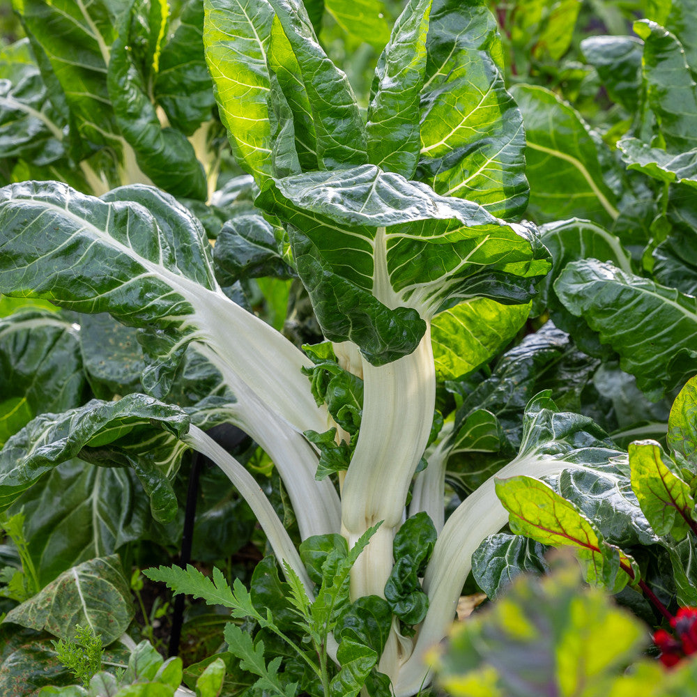 Sarah Raven Seeds Mangold White Silver 2 Samen 175 Bio-Stiele