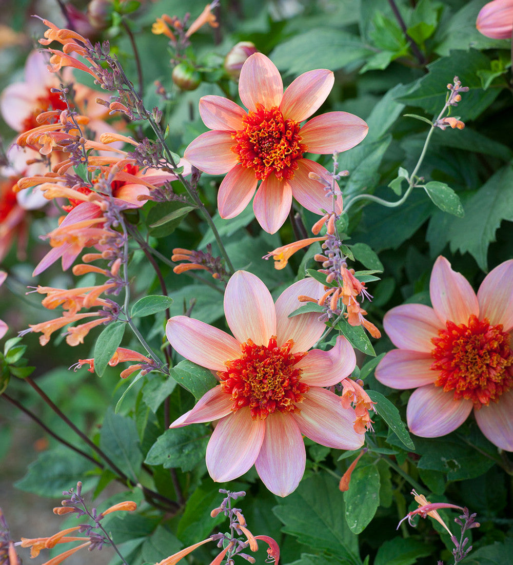 Sarah Raven Bulbs Dahlia Totally Tangerine Knollen orange langblühend