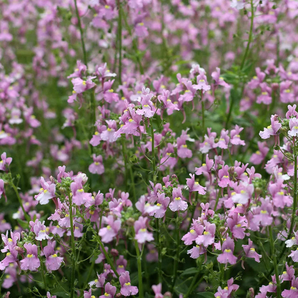 Sarah Raven Nemesia Confetti Balkonpflanze 3x9cm duftend