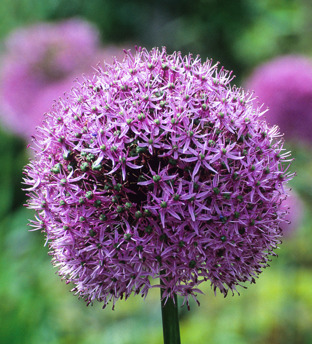 Sarah Raven Bulbs Successional Allium Kollektion Zwiebeln 21 Stück
