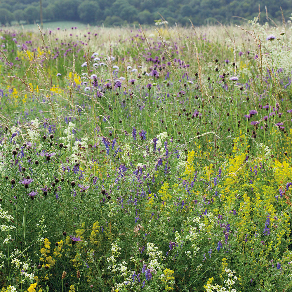 Sarah Raven Seeds Wild Flower Meadow Mix Blumensamen 100g 25m²