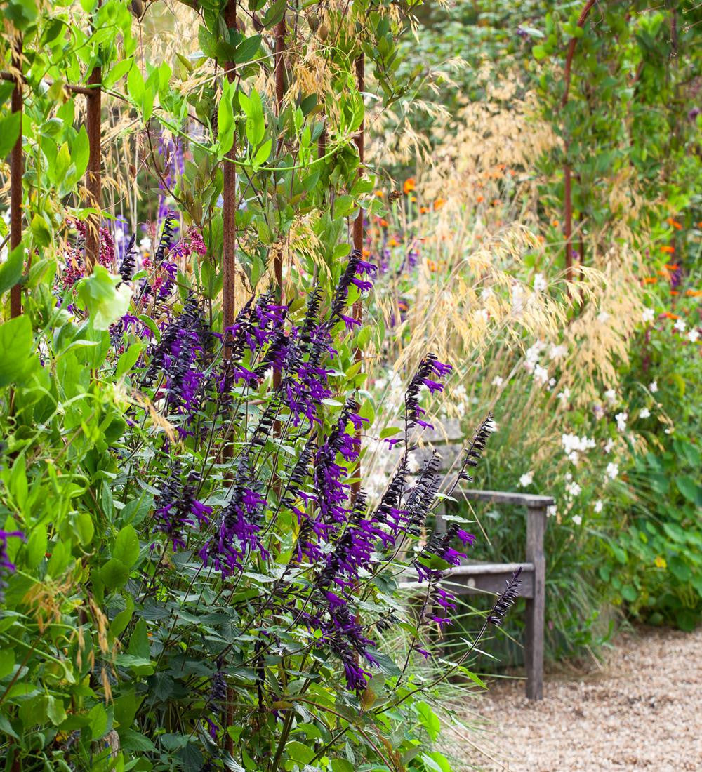 Sarah Raven Salvia Amistad Pflanze 3x 9cm Topf Dauerblüher