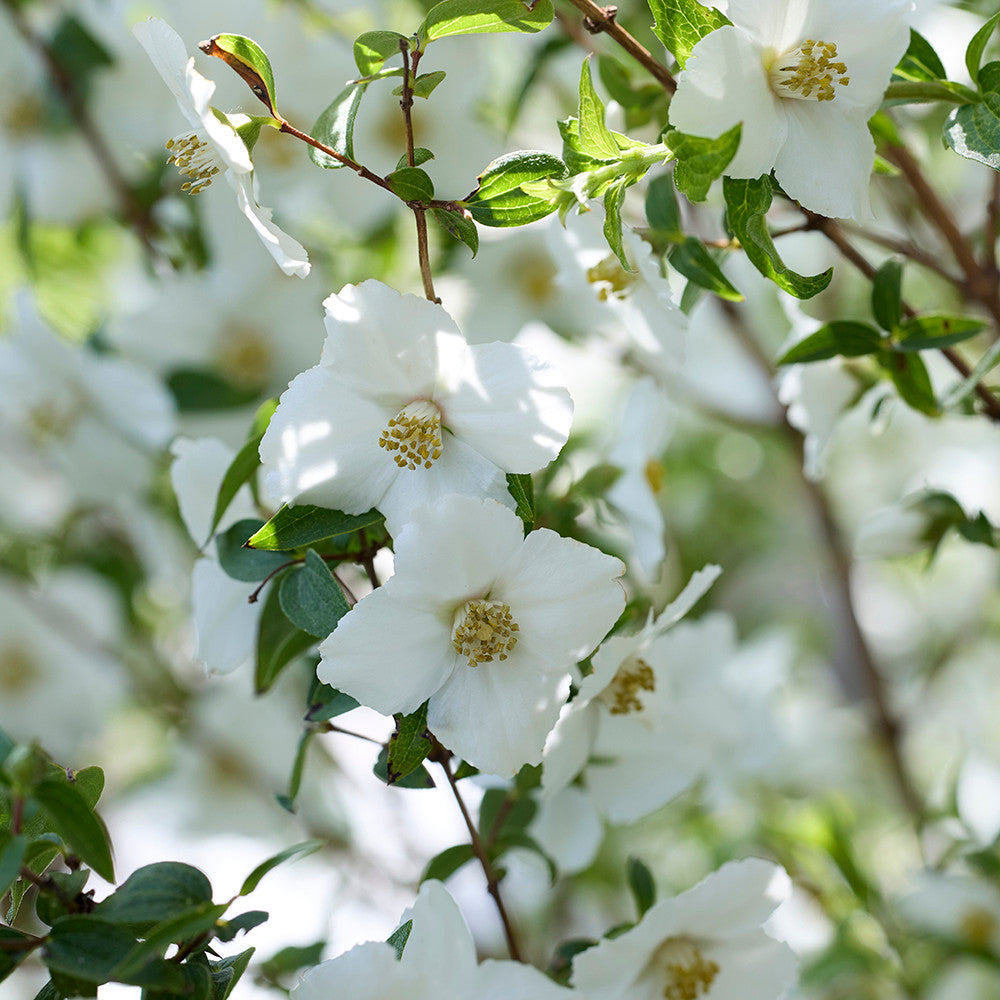 Sarah Raven Philadelphus Petite Perfume White 2 Liter weiß
