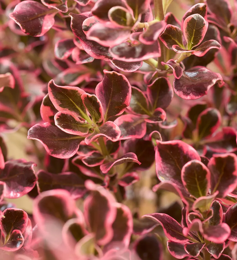 Sarah Raven Plants Coprosma Eclipse Strauch 2L Topf immergrün
