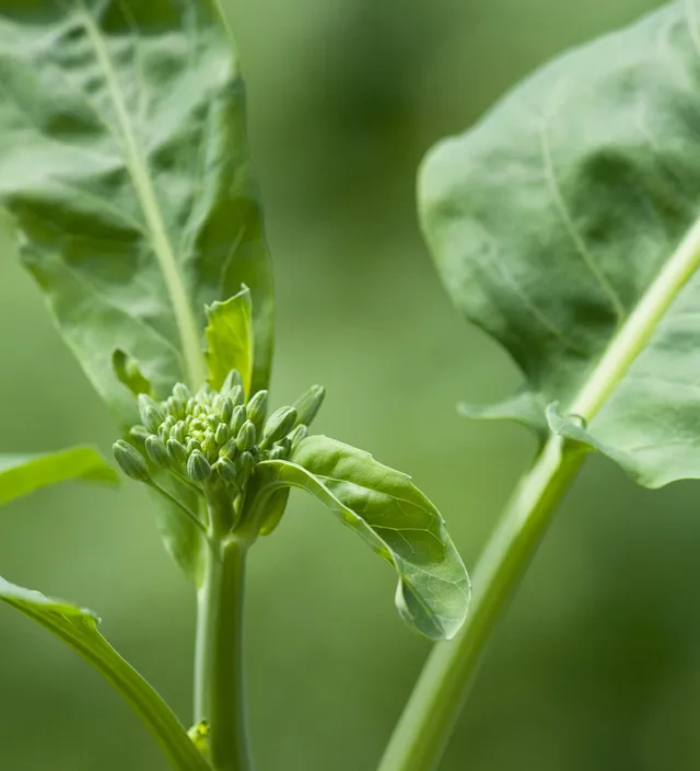 Sarah Raven Seeds Kai Lan Chinese Broccoli Samen 150 Samen Gemüse
