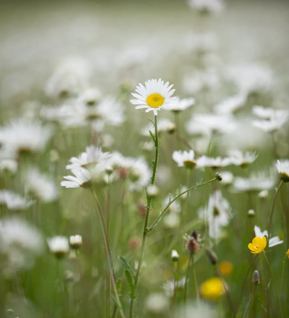 Sarah Raven Leucanthemum vulgare Samen 750 Stück Wiese