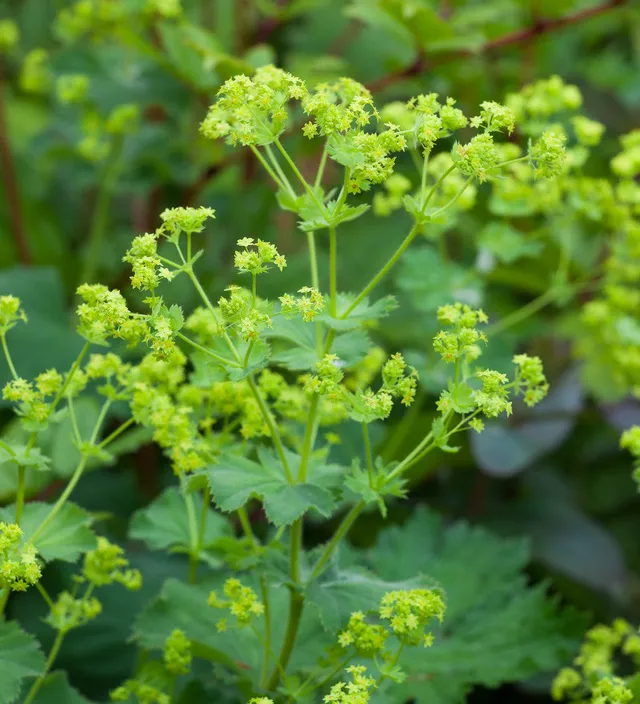 Sarah Raven Alchemilla mollis Frauenmantel 3 x 9cm Töpfe