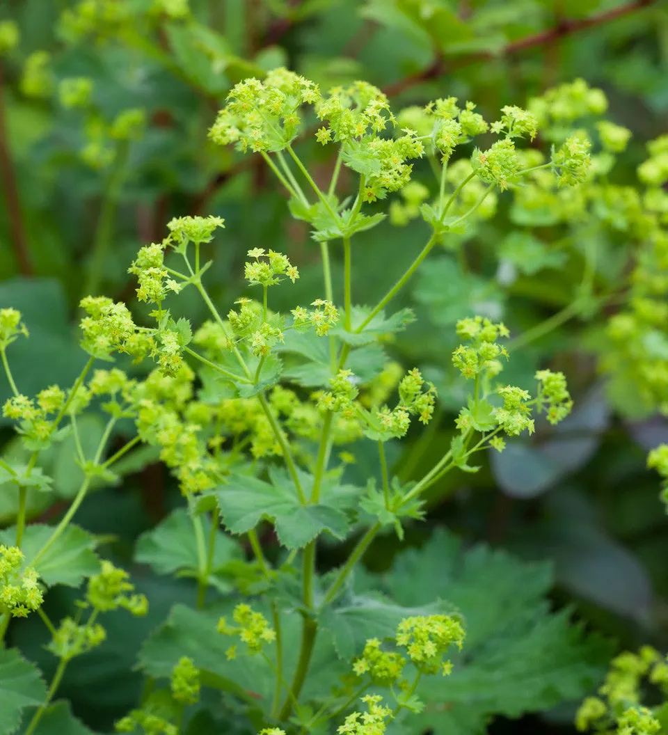 Sarah Raven Alchemilla mollis Frauenmantel 3 x 9cm Töpfe