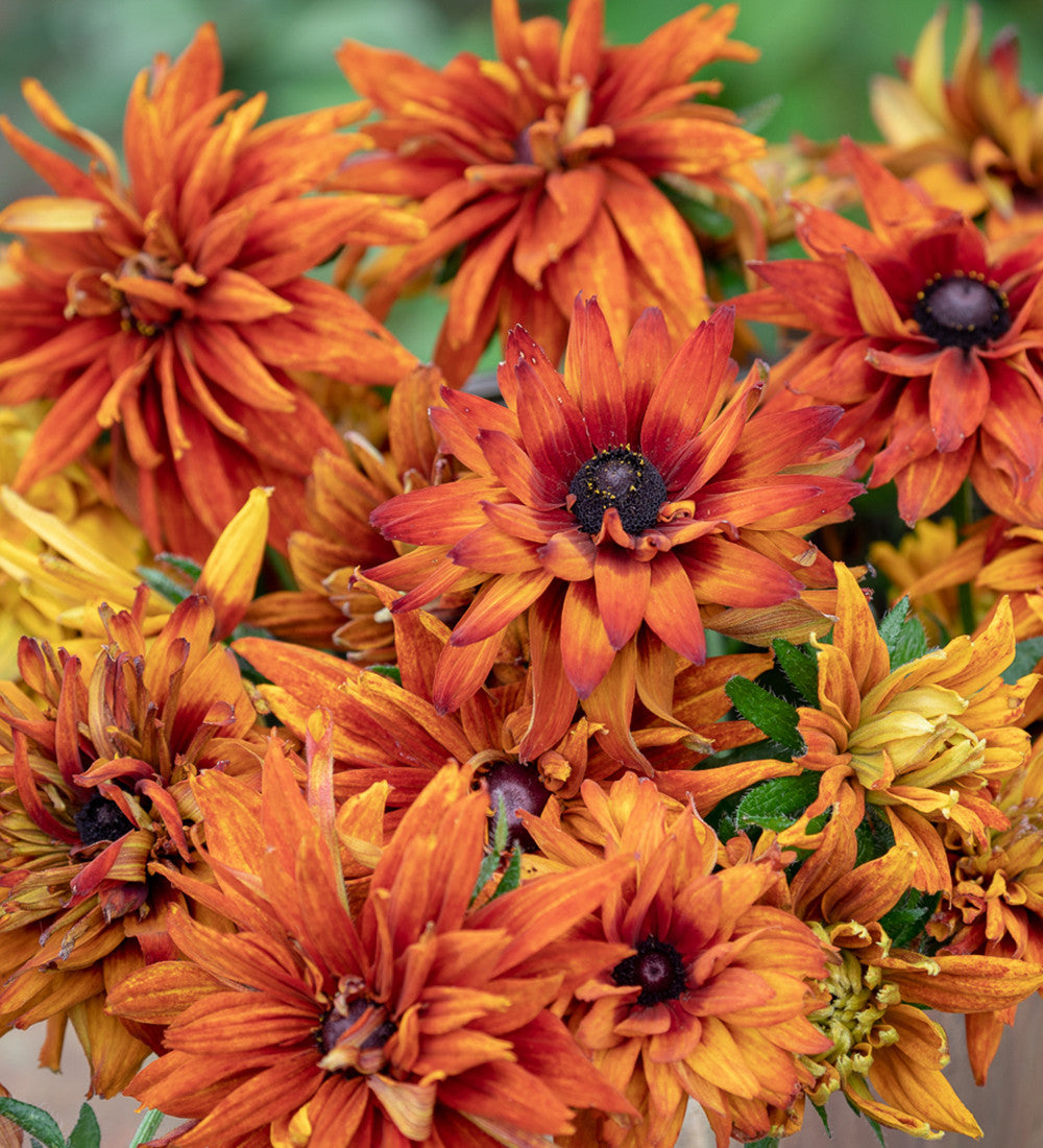 Sarah Raven Seeds Rudbeckia Cherokee Sunset Saatgut 75 Samen