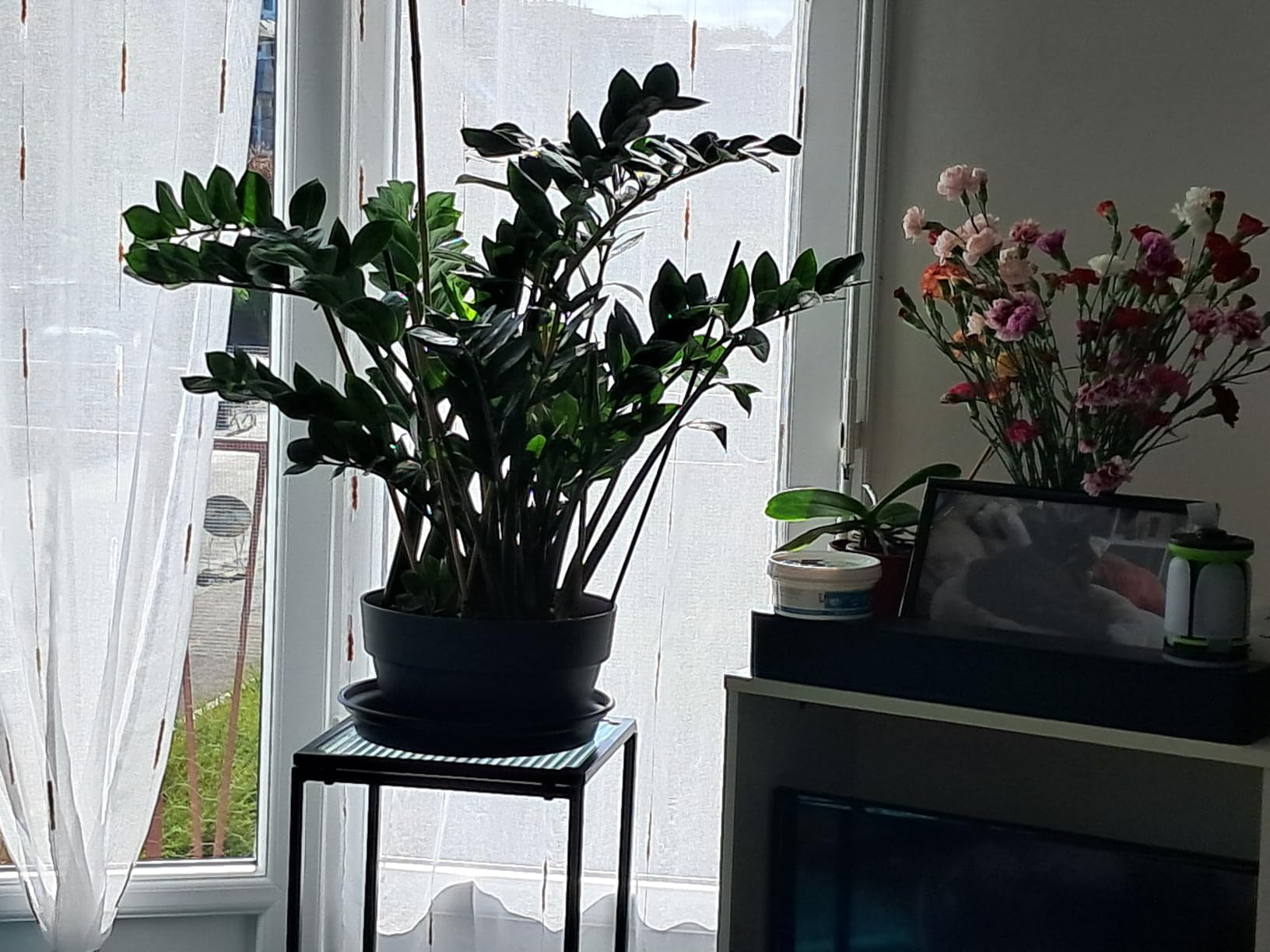 elho Vibia Campana Schale 34 cm Pflanzschale Living Beton frostbeständig