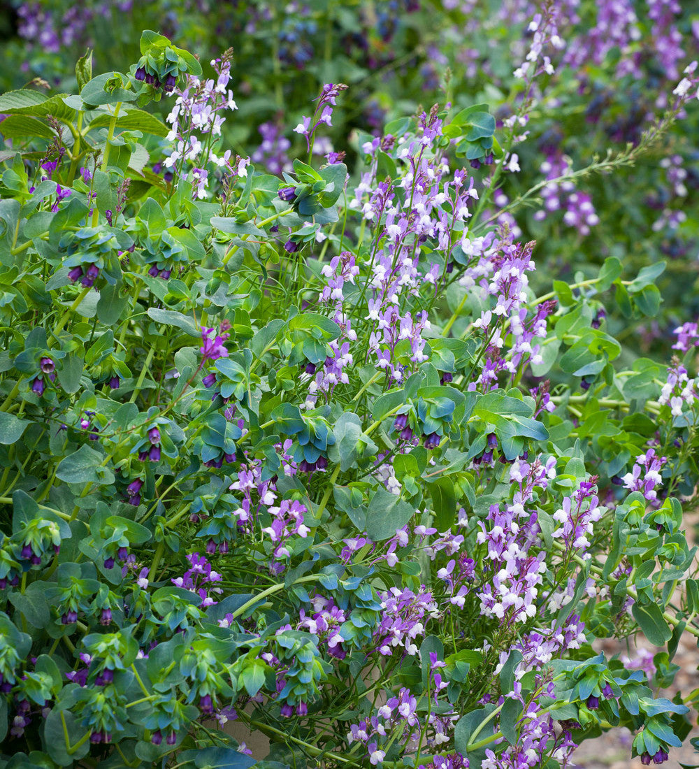 Sarah Raven Linaria maroccana Licilia Azure Samen 200 Stück blau