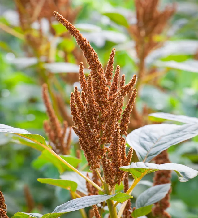 Sarah Raven Seeds Amaranthus Hot Biscuits Samen 750 Samen kupfer