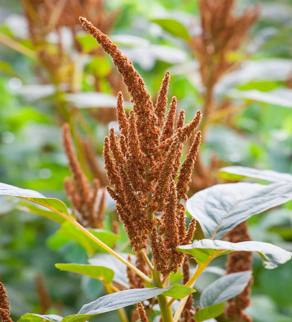 Sarah Raven Seeds Amaranthus Hot Biscuits Samen 750 Samen kupfer