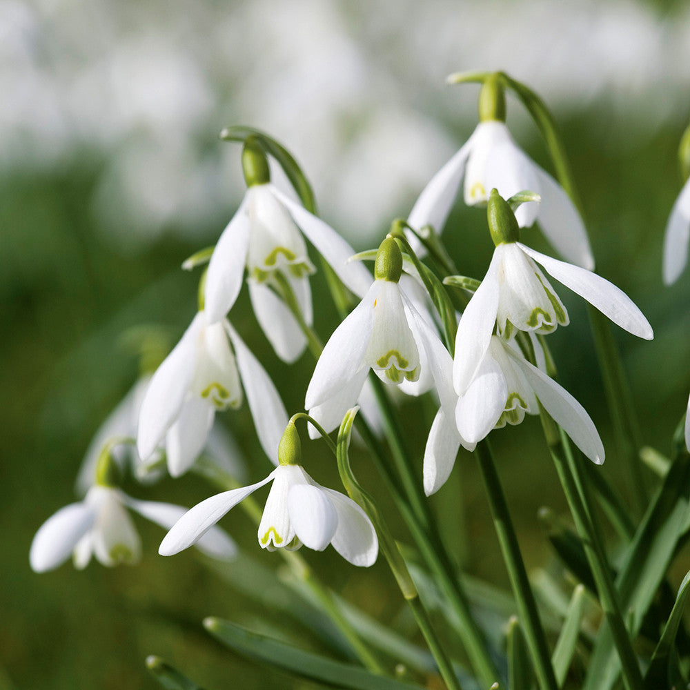 Sarah Raven Bulbs Galanthus nivalis Schneeglöckchen 25 im Grünen