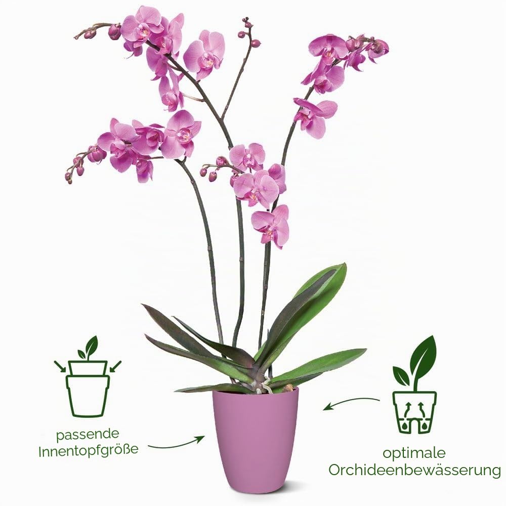 elho Brussels Orchidee Hoch 12,5 Blumentopf Weiss für innen