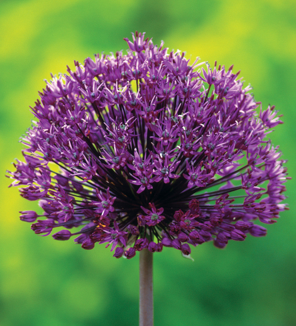 Sarah Raven Bulbs Fantastic Allium Collection Blumenzwiebeln 70 Stück