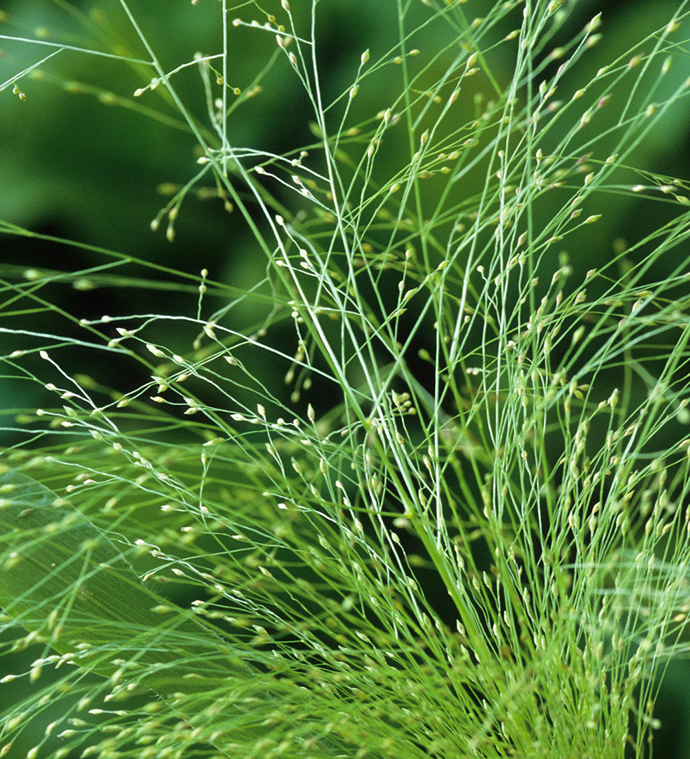 Sarah Raven Panicum Sparkling Fountain Samen 25 Stück Ziergras