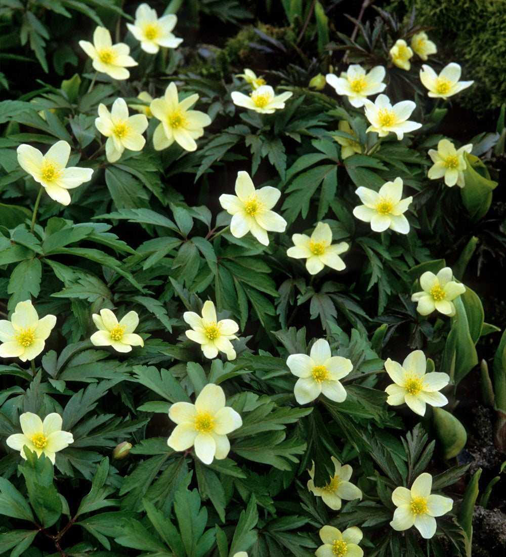 Sarah Raven Bulbs Anemone x lipsiensis Blumenzwiebeln 6 Rhizome gelb