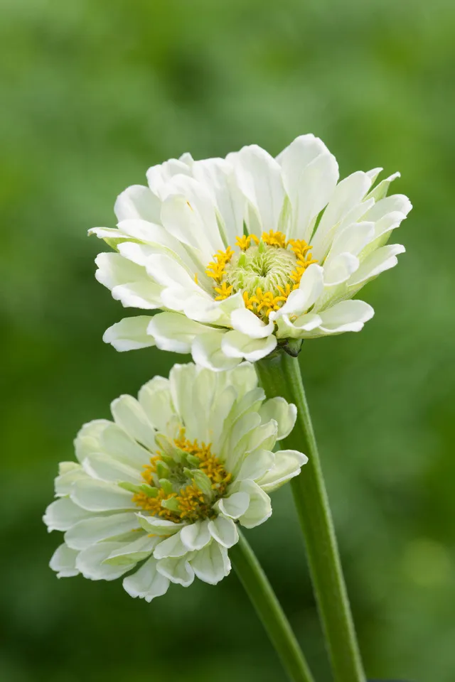 Sarah Raven Zinnia Benary's Giant White Blumensamen 25 Samen