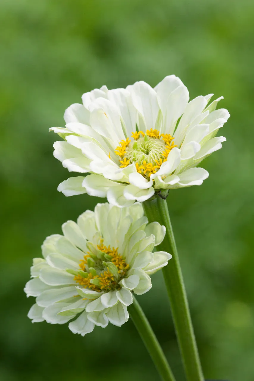 Sarah Raven Zinnia Benary's Giant White Blumensamen 25 Samen