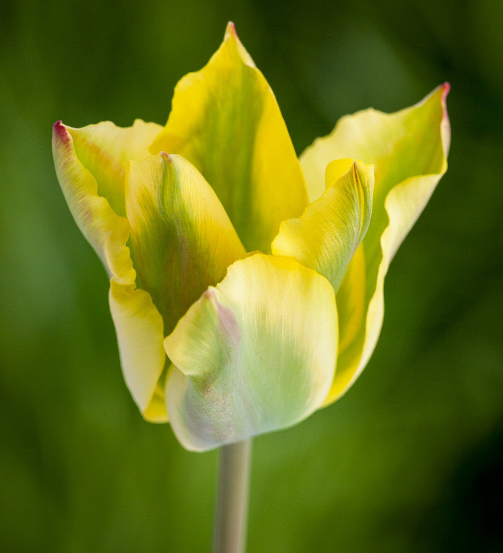 Sarah Raven Bulbs Lemon Sorbet Tulpen Kollektion 40 Zwiebeln gelb
