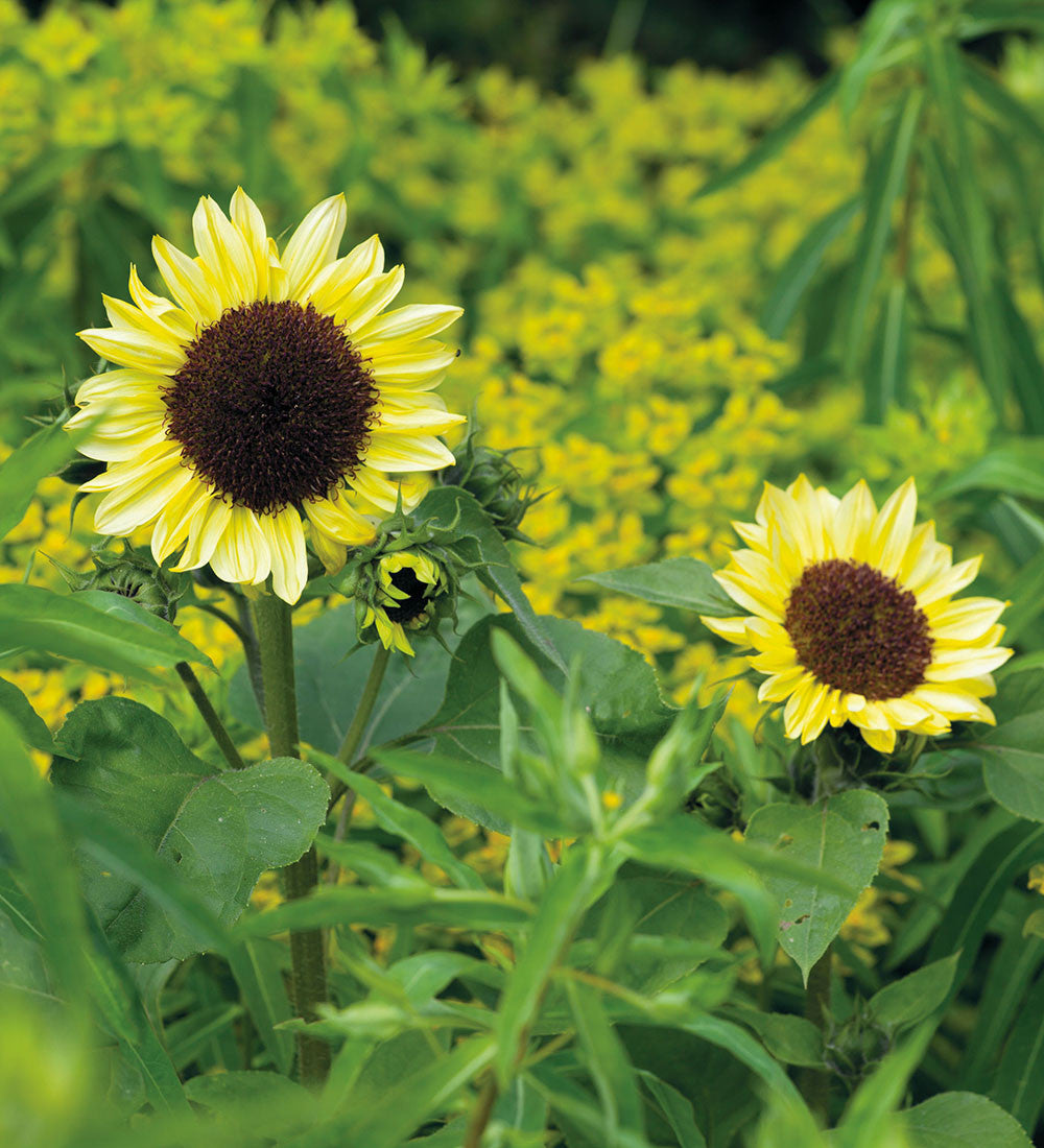 Sarah Raven Seeds Sonnenblumensamen Valentine 20 Samen gelb