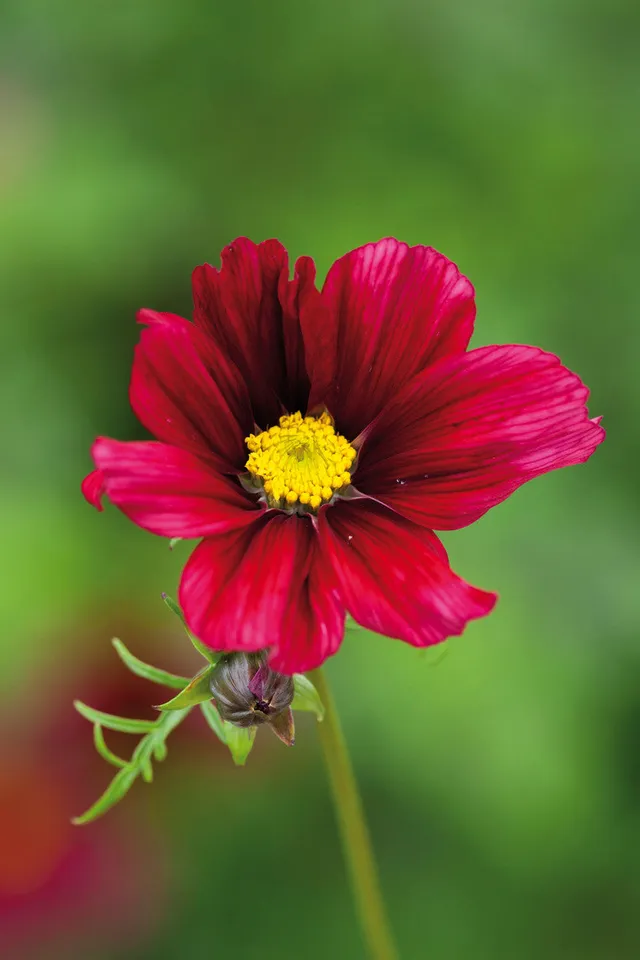 Sarah Raven Plants Cosmos Rubenza Samen 40 Samen dunkelrot