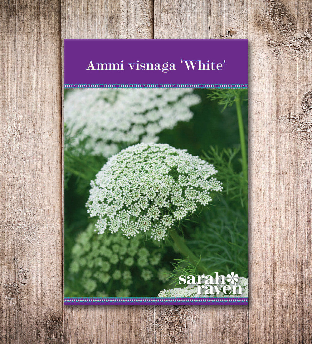 Sarah Raven Plants Ammi visnaga Samen 500 Samen weiß