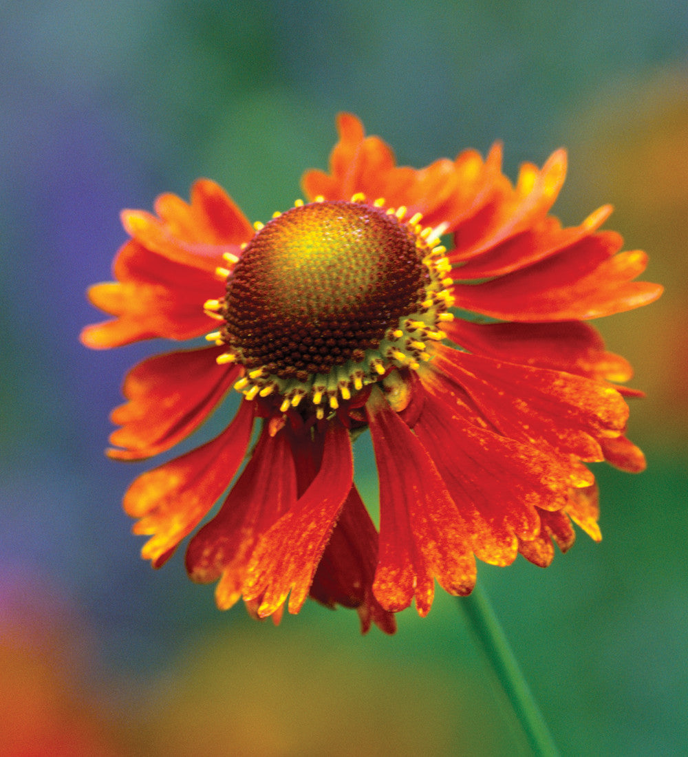 Sarah Raven Plants Moerheim Beauty Sonnenbraut 3x9cm Orange
