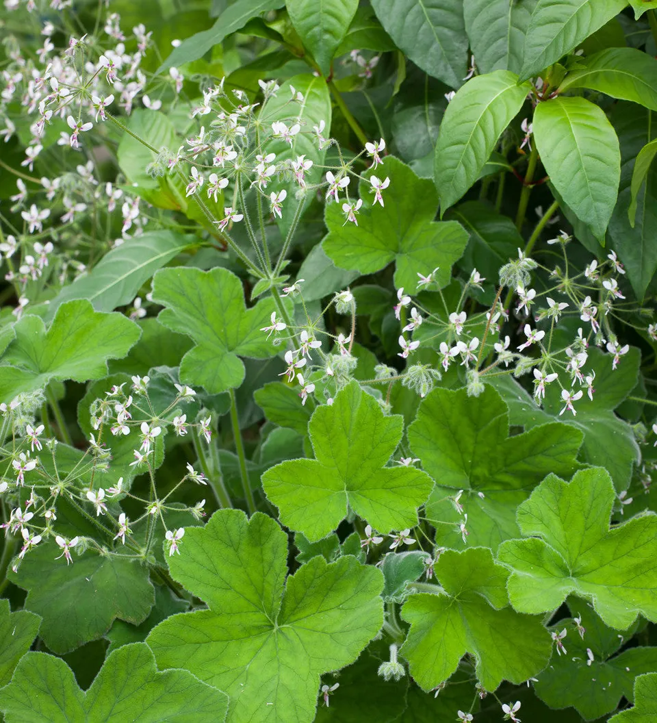 Sarah Raven Plants Pelargonium tomentosum Pflanze 2L Minze