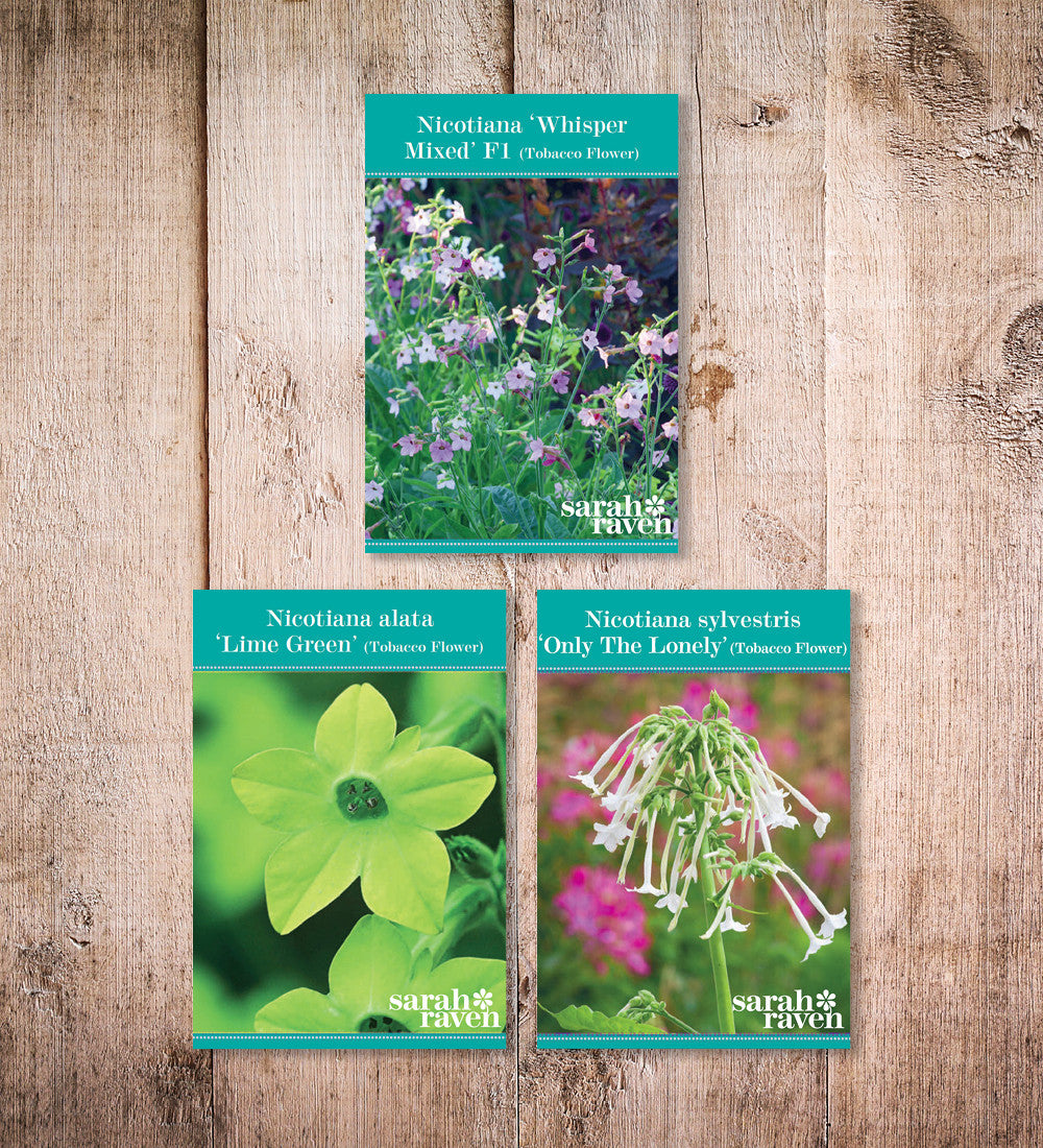 Sarah Raven Seeds Nicotiana Schatten Samen 3 Tütchen