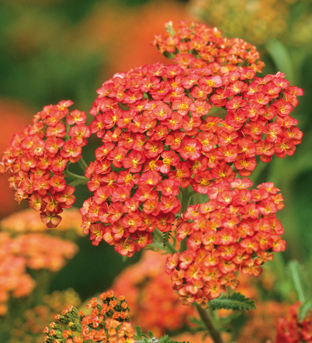 Sarah Raven Achillea Terracotta Staude 3x 9cm Töpfe orange