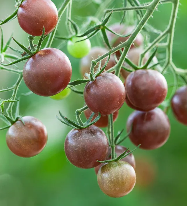 Sarah Raven Seeds Tomate Chocolate Cherry Samen 10 Samen süß