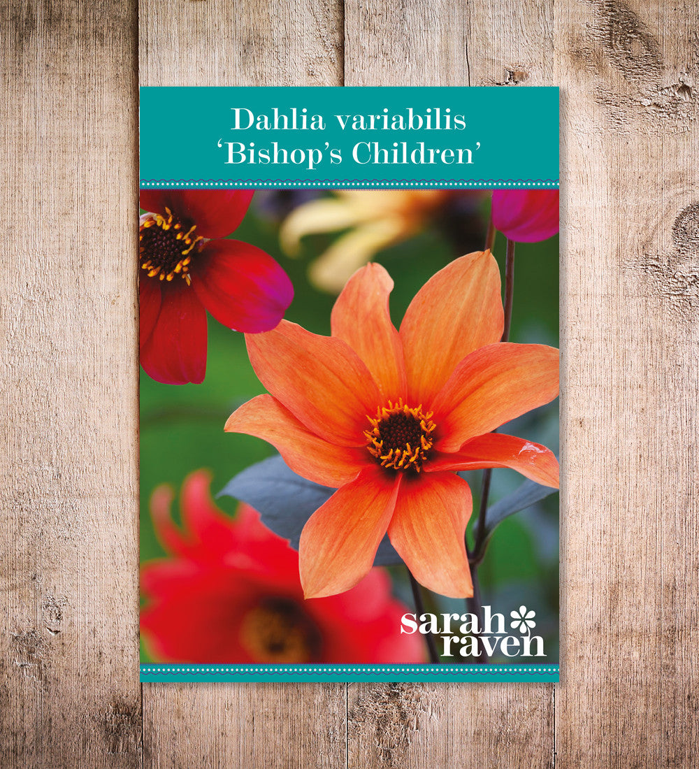 Sarah Raven Bulbs Dahlia Bishop's Children Blumensamen 30 Samen