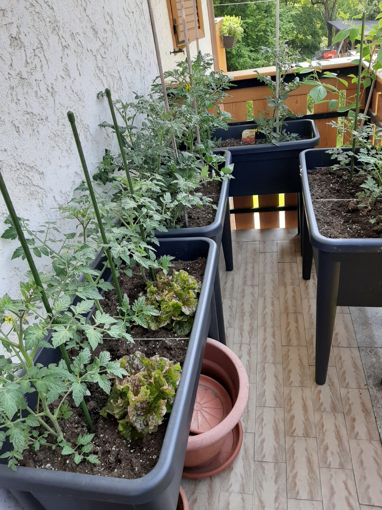 elho Green Basics Anzuchttisch XXL 75cm Living Schwarz recycelt